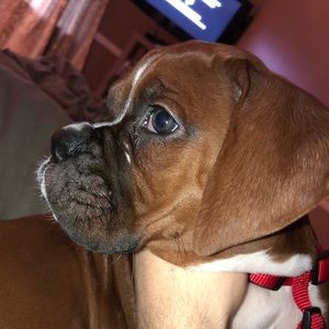 Meet your Posher, Frank